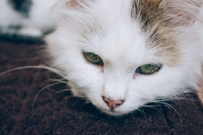 Sick young white cat lies on brown blanket