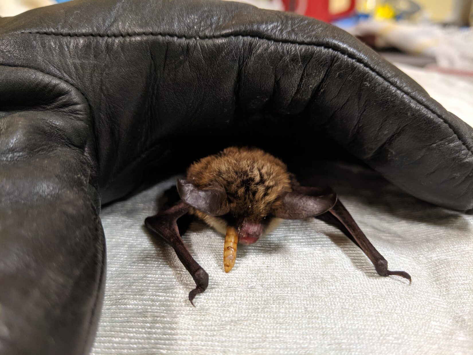 Little brown bat patient at Wild ARC, eating a mealworm on a towel