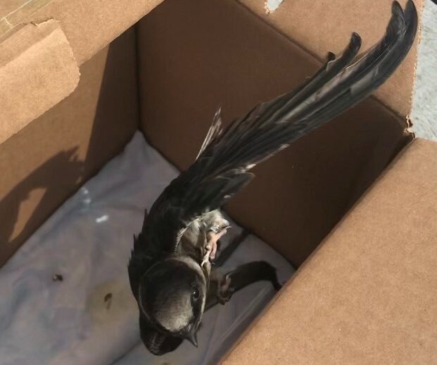 Purple martin being released from a box after care at Wild ARC