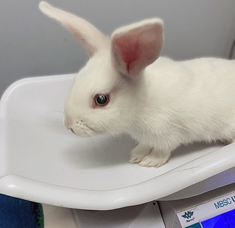 Pet stores hotsell that carry rabbits