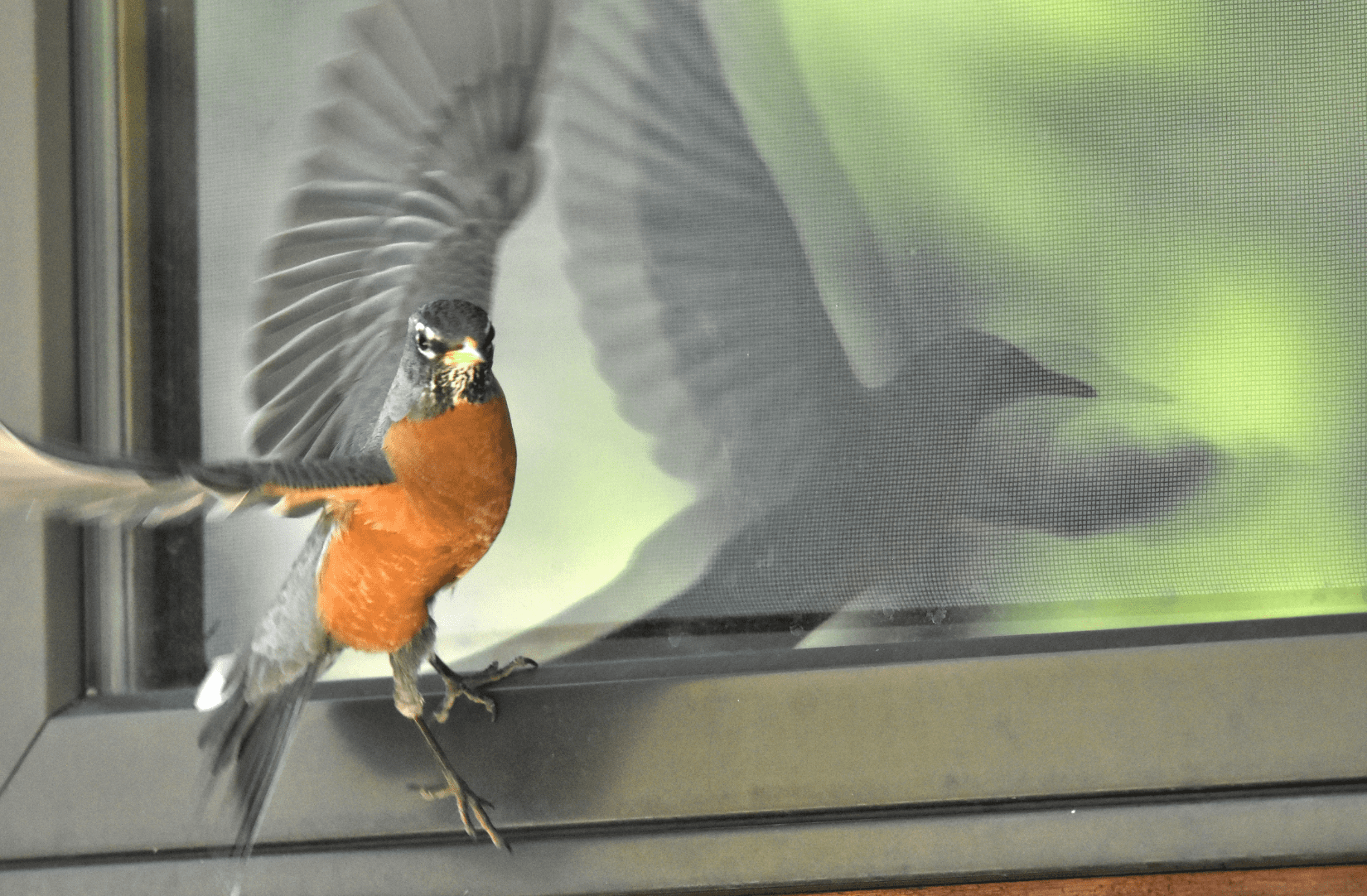 American robin bumping into their own reflection in a window