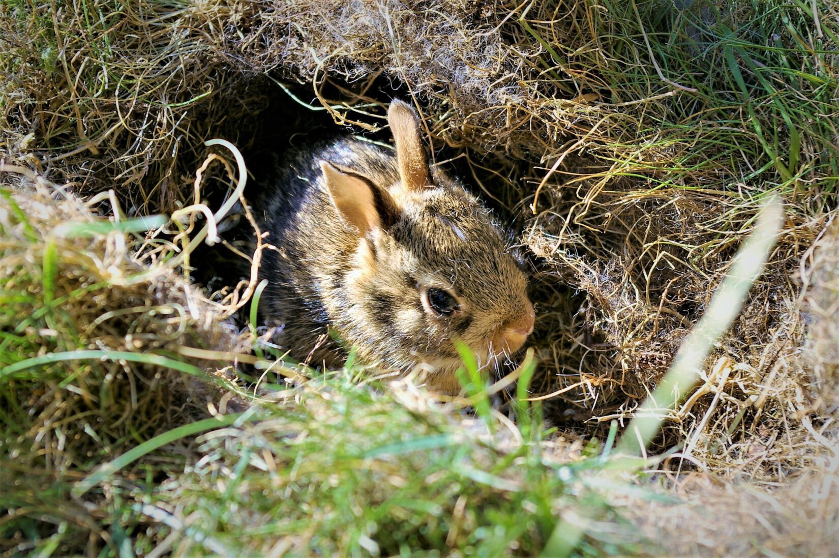 Baby cottontail rabbit peeking out of shallow nest hole