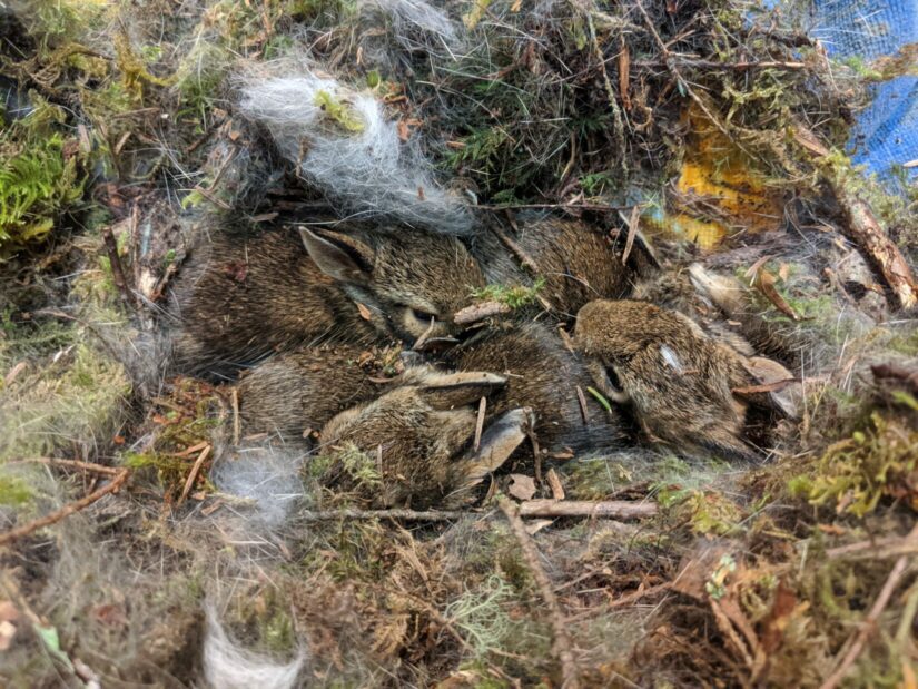 Baby eastern cottontail rabbits in a shallow grassy nest