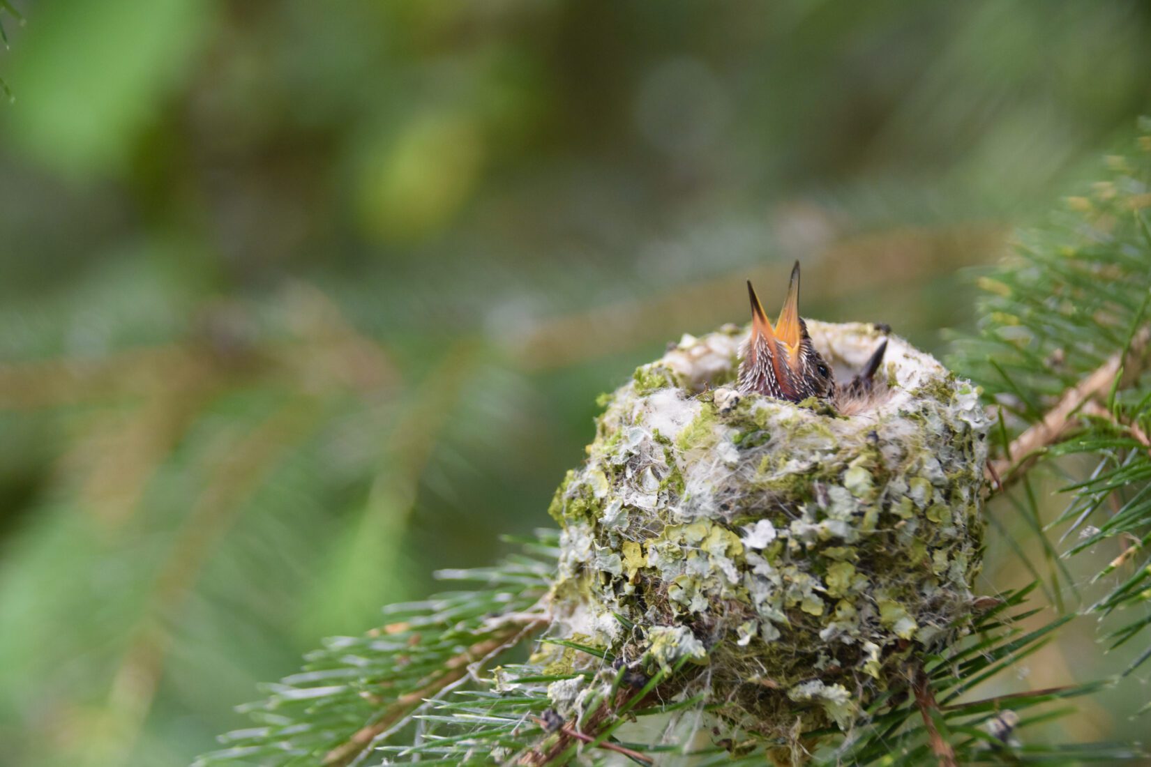 Baby hummingbirds in a small nest on a tree branch