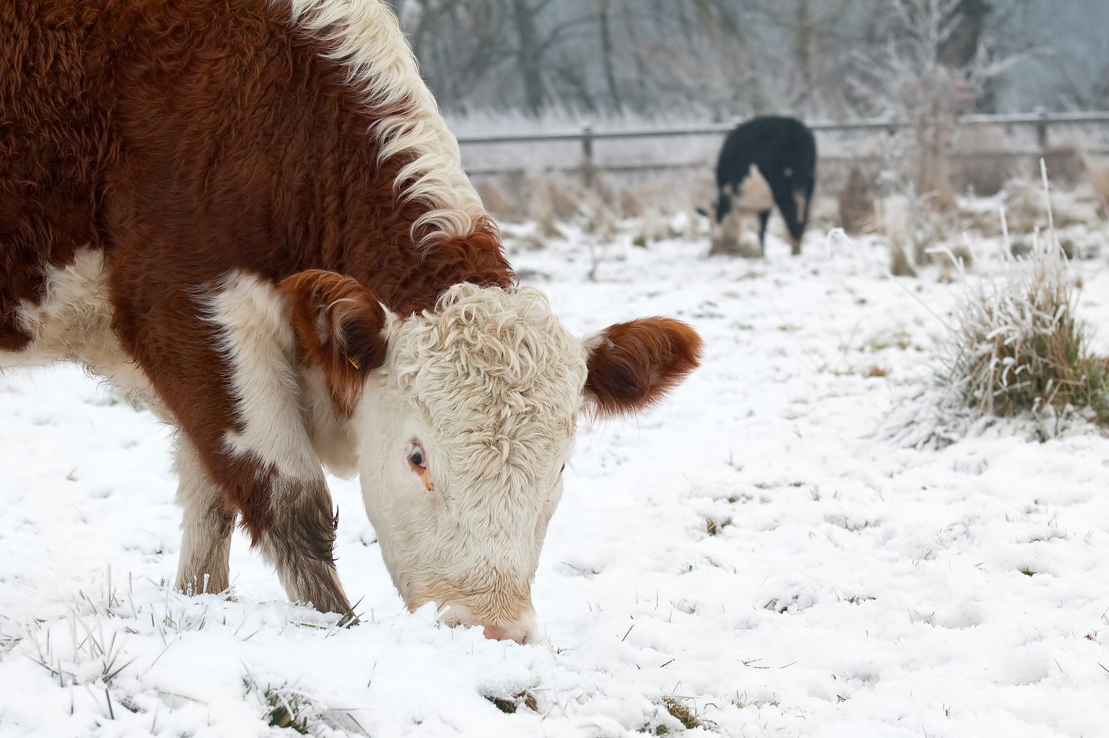 cows grazing in a snow covered field