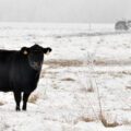 Angus cow grazing in the snow and fog on a winter day