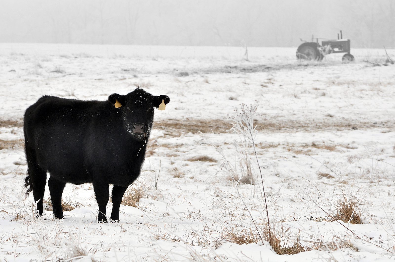 Angus cow grazing in the snow and fog on a winter day