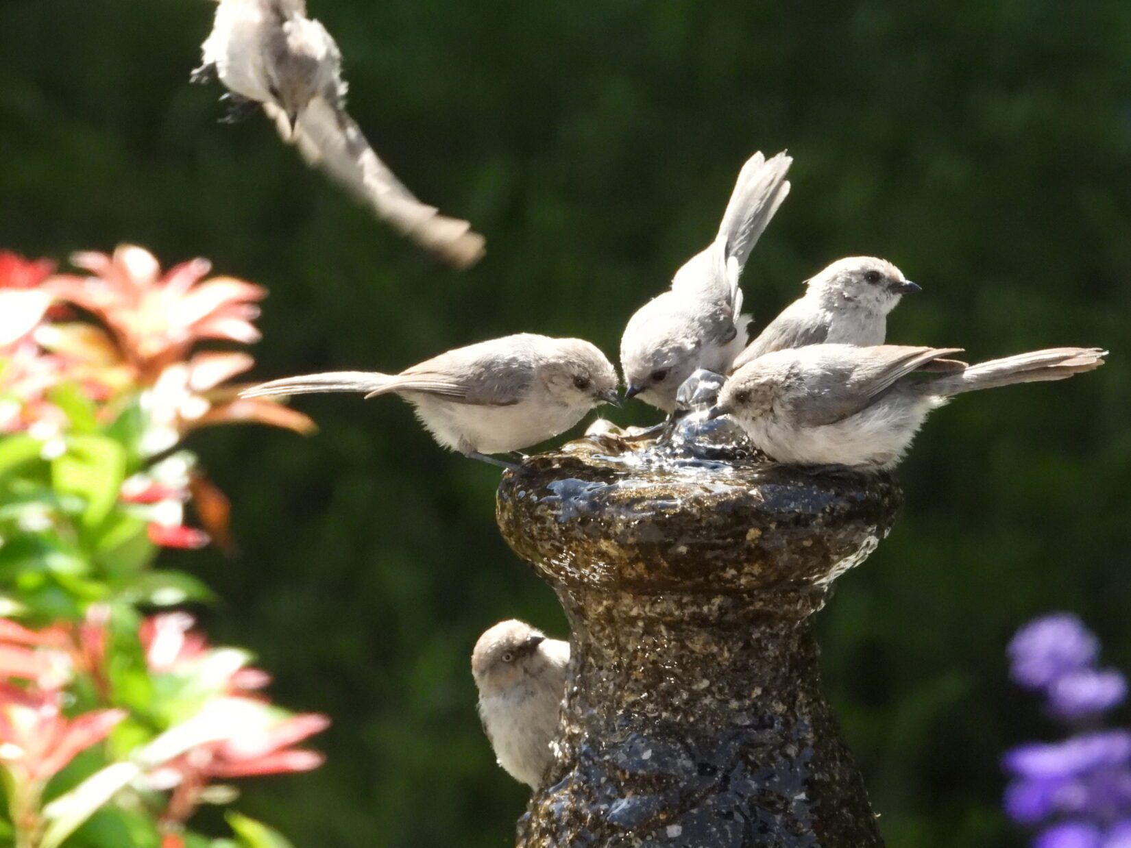 A group of bushtits visiting a bird bath