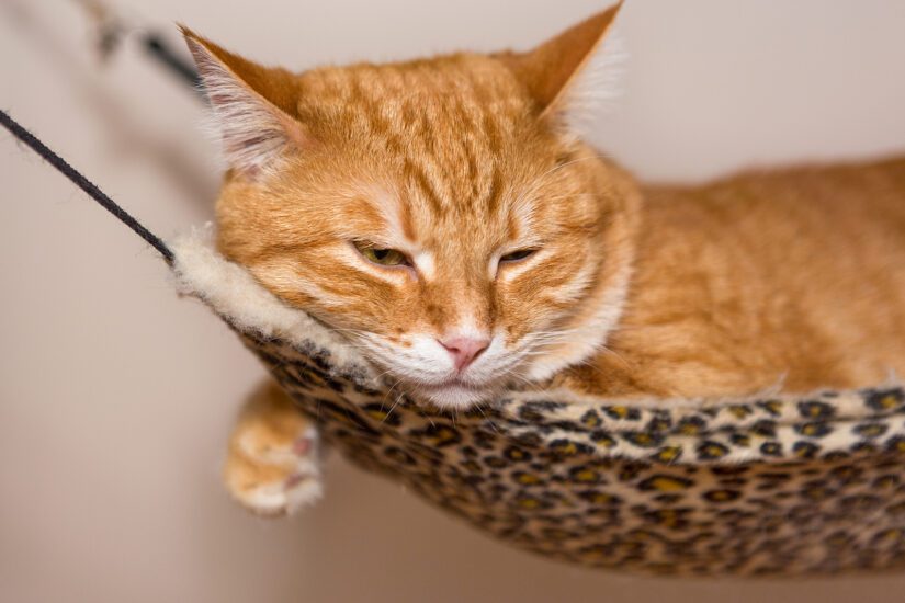 Sleepy ginger cat lazily lying in a hammock