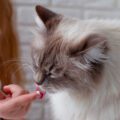 A girl feeds a fluffy cat from her hands. Cat licks sour cream off her finger. Care for your pet.