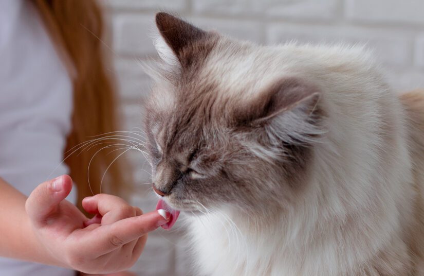 A girl feeds a fluffy cat from her hands. Cat licks sour cream off her finger. Care for your pet.