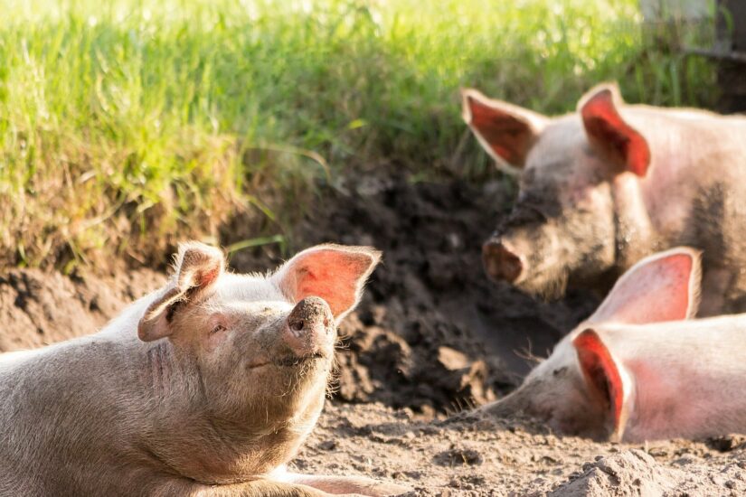 10 fun facts about pigs - BC SPCA