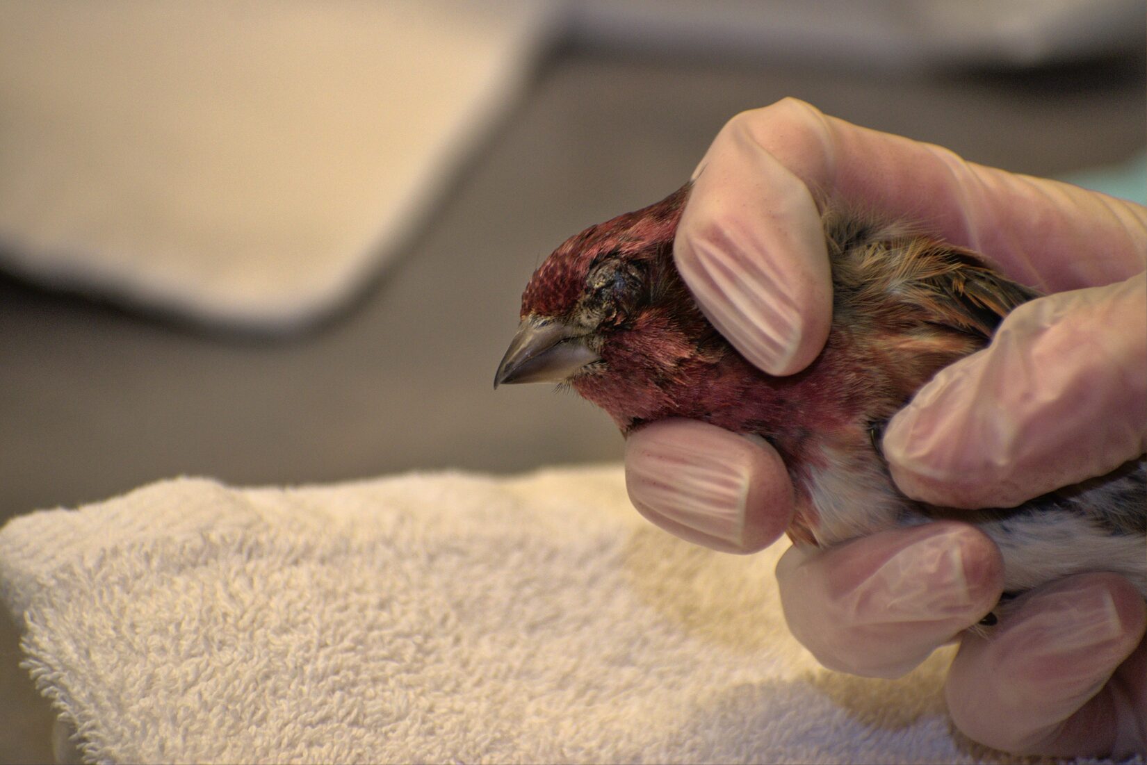 Purple finch with swollen eyes held in hand with exam gloves