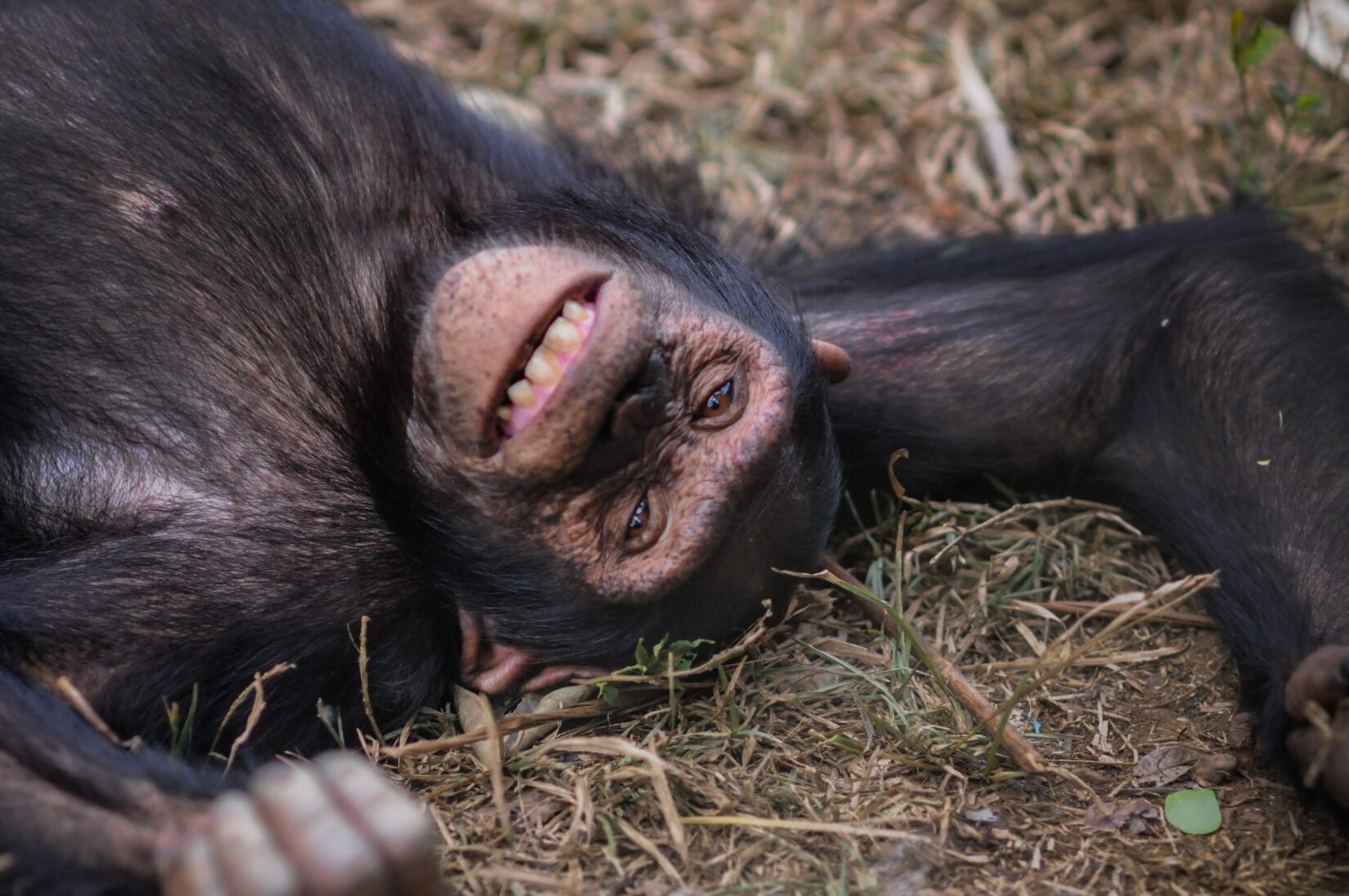 Wild chimpanzee laying on the ground and smiling