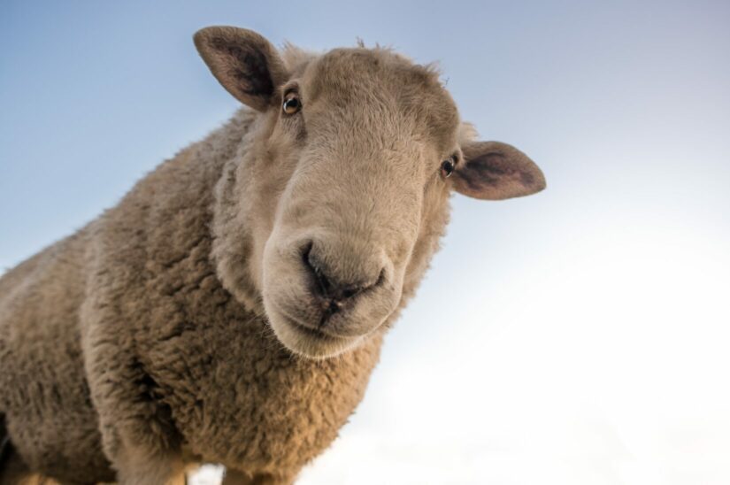 10 fun facts about sheep - BC SPCA