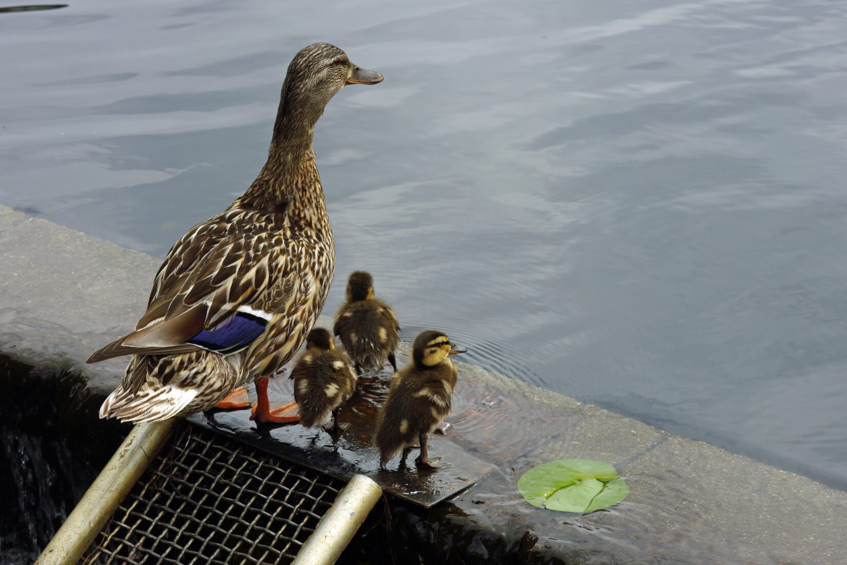 Mother mallard leading three ducklings up ramp to a pond