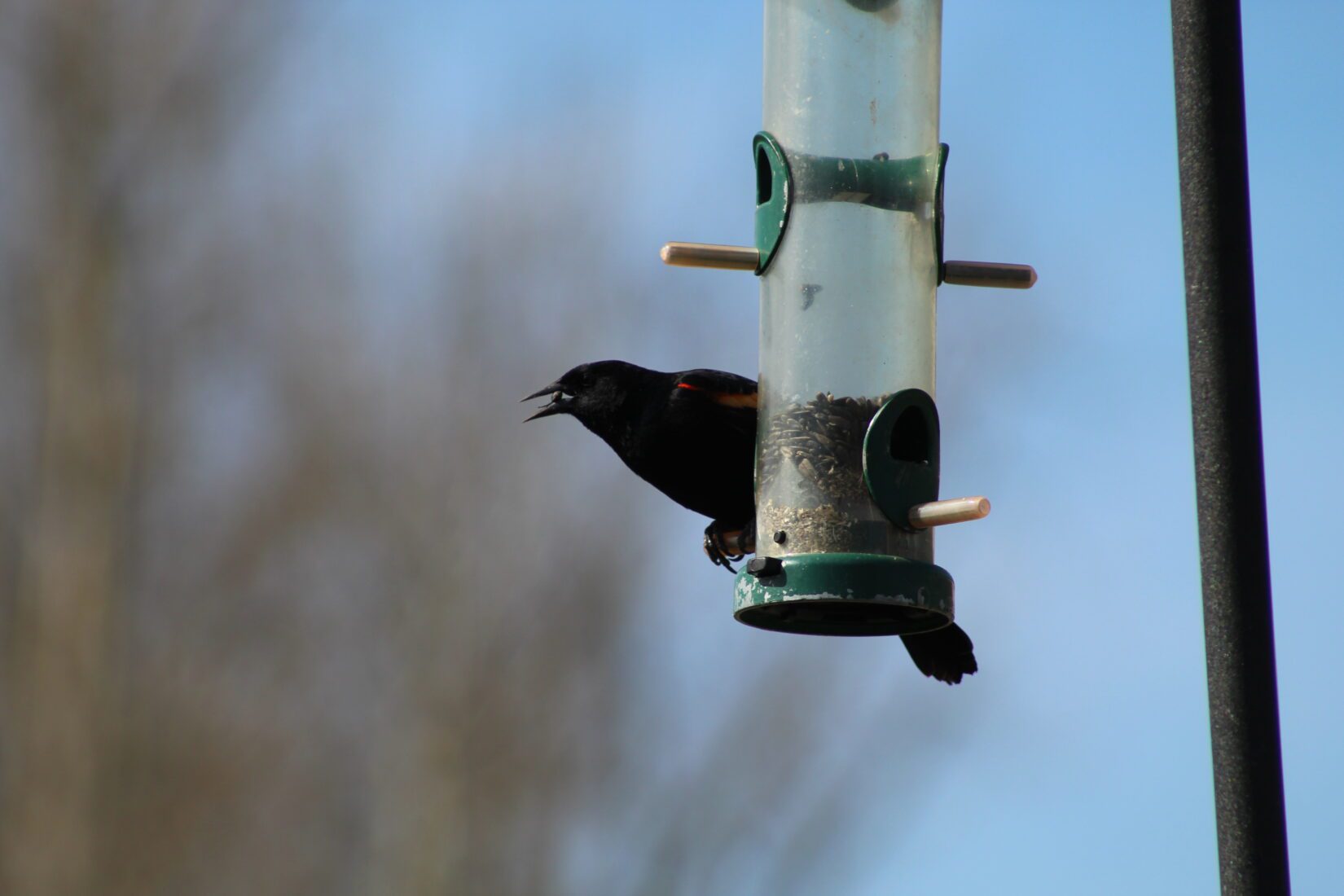 Red-winged blackbird at a bird feeder