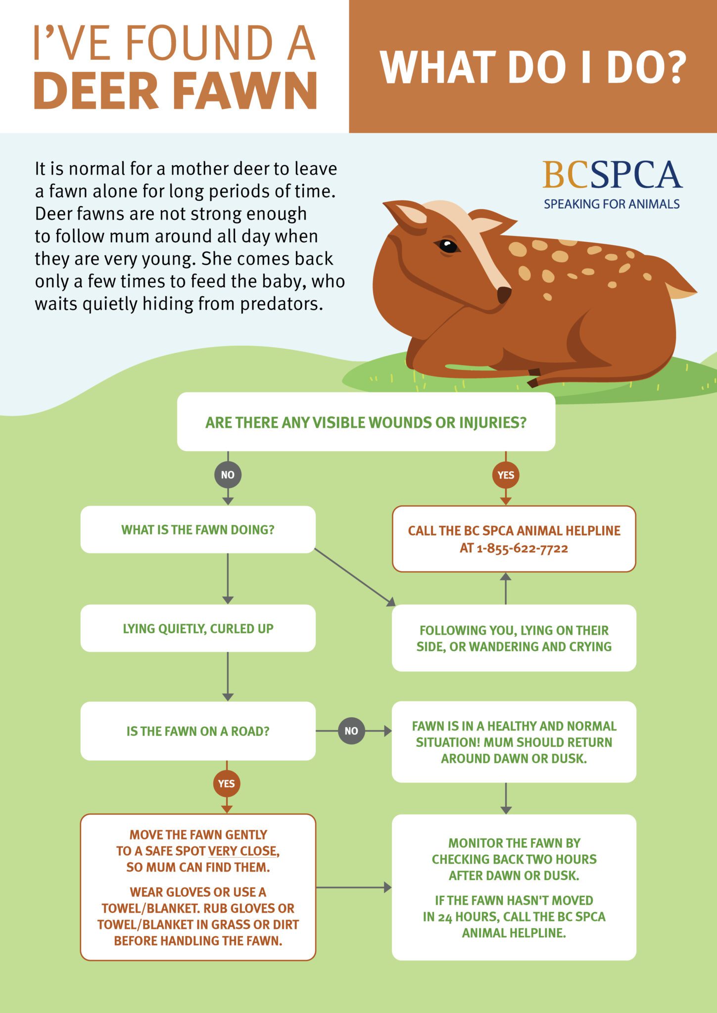 Infographic - what to do if you find a baby deer fawn