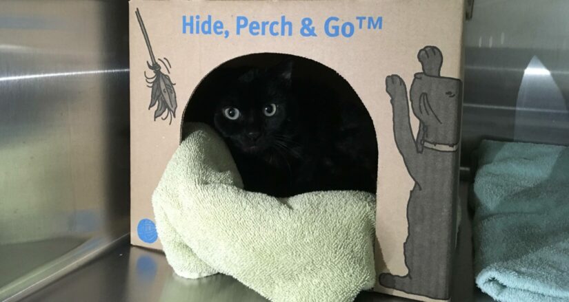 Blackcat looking out of a hide, perch & go home