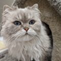 Himalayan cat coming out of cubby