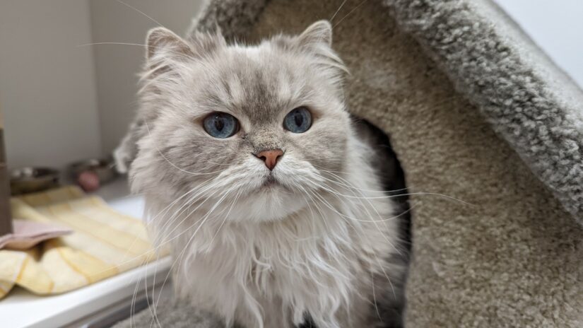 Himalayan cat coming out of cubby