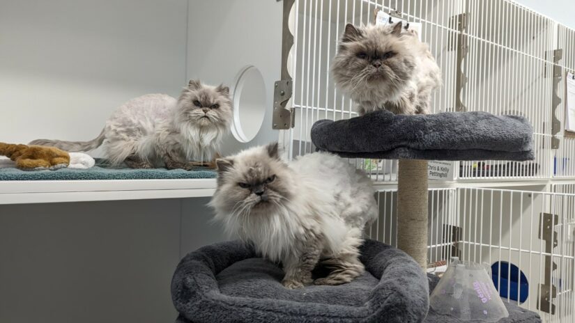 Trio of Himalayan cats on perches at shelter
