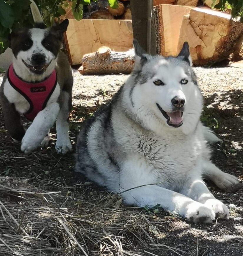 Dog for adoption - SASHA , a Siberian Husky & Klee Kai Mix in Yucca Valley,  CA