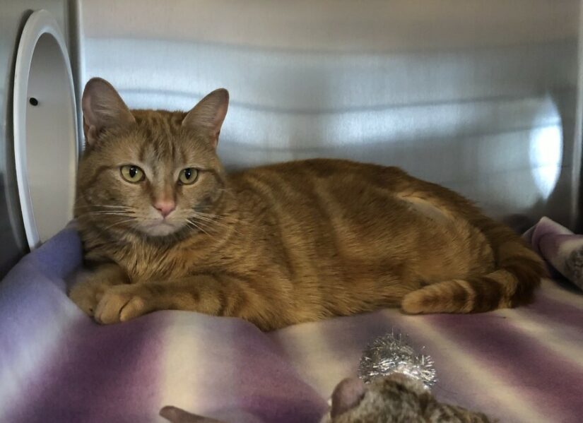 Cat in a kennel resting.