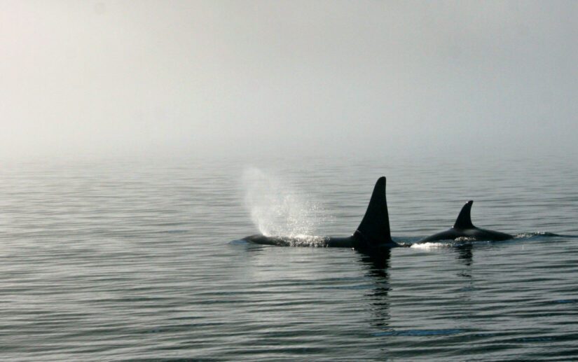 Orca with calf in ocean
