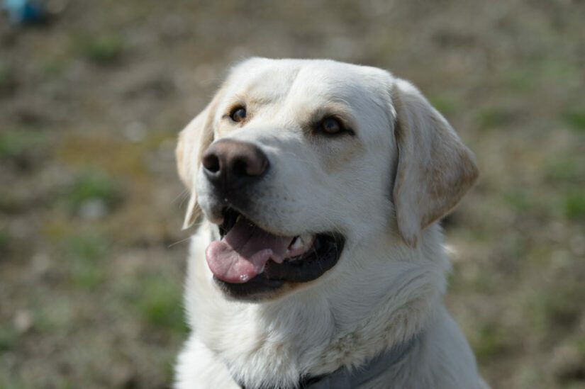 Close-up of labrador dog's face.