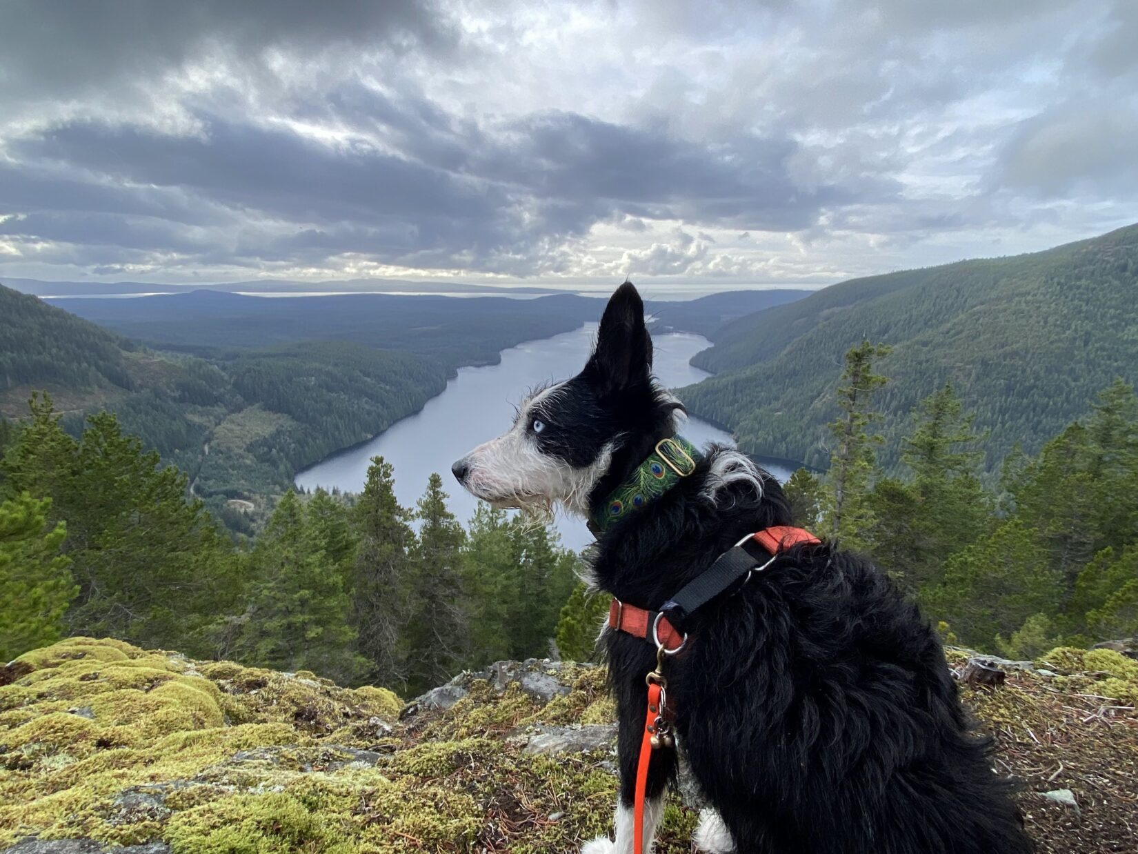 Maren Bruun's dog Ivy on a hike