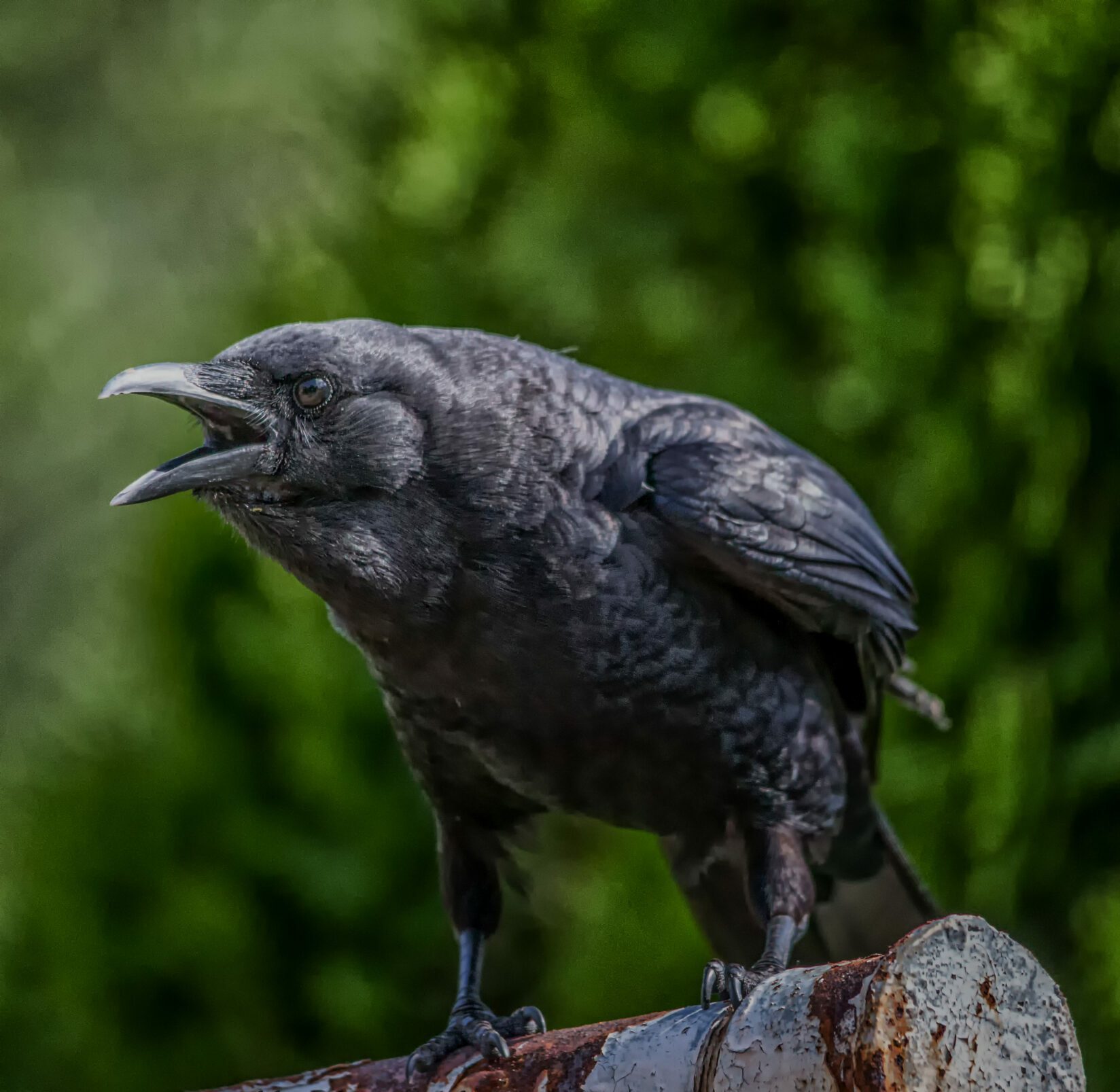 Crow on a pipe cawing at nearby fledgling