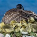Goose laying down with six goslings underneath wing