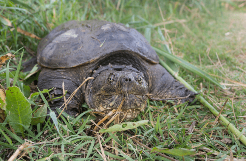 Shell-ebrate and protect wild turtles in B.C. - BC SPCA