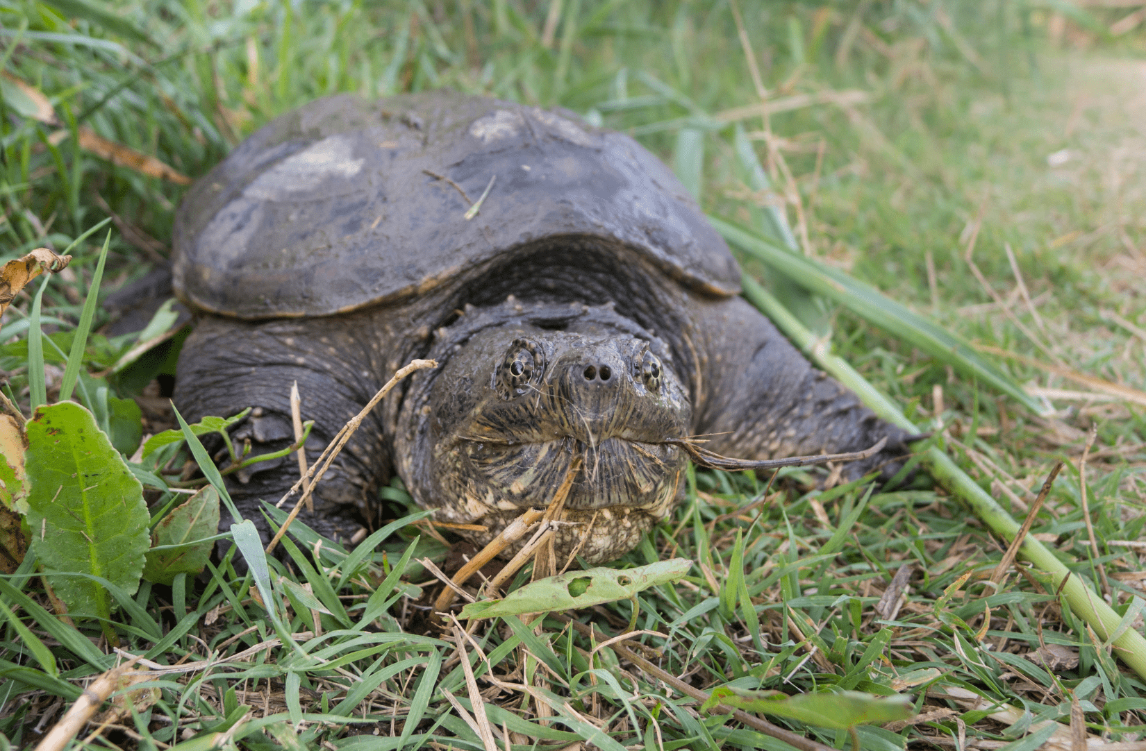 Invasive snapping turtle on grass