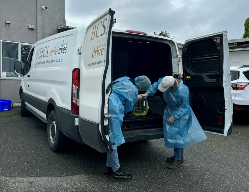 Two BC SPCA staff taking carry crates of rabbits out of BC SPCA van.