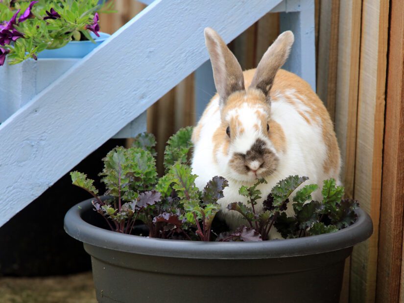 how to get them to eat their pellets and not sit in it? : r/Rabbits