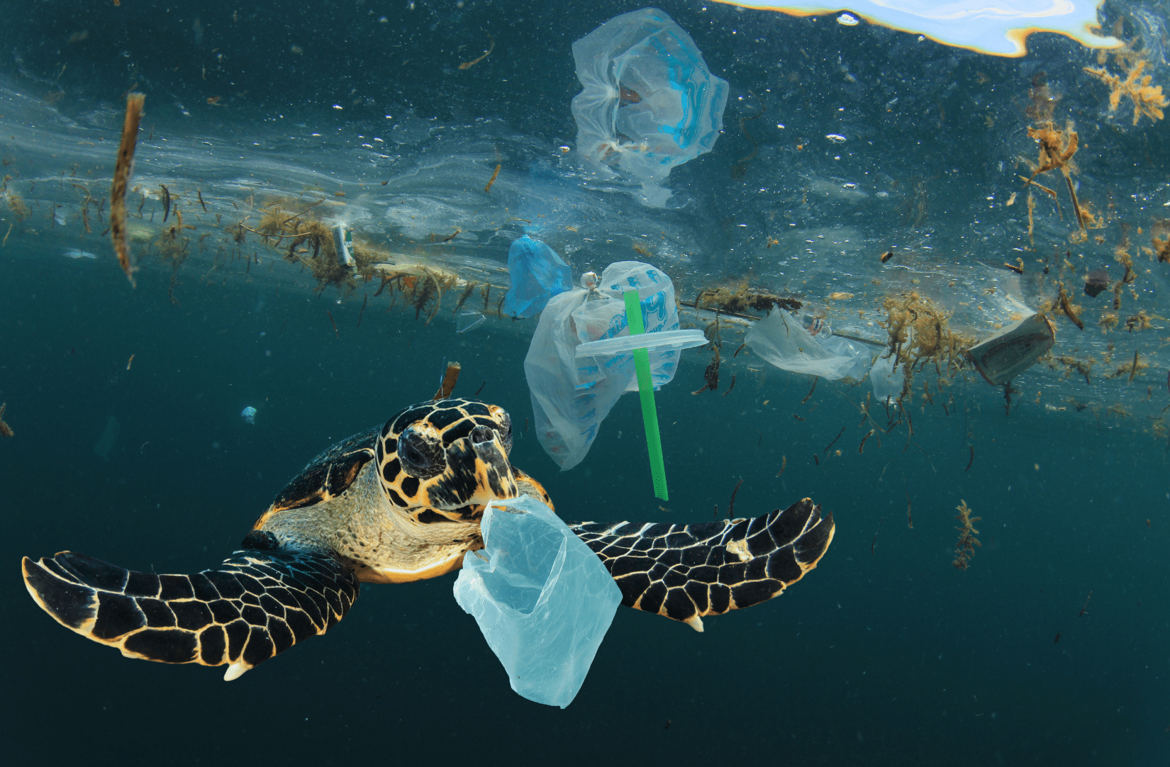 Sea turtle swimming with plastic bag in mouth