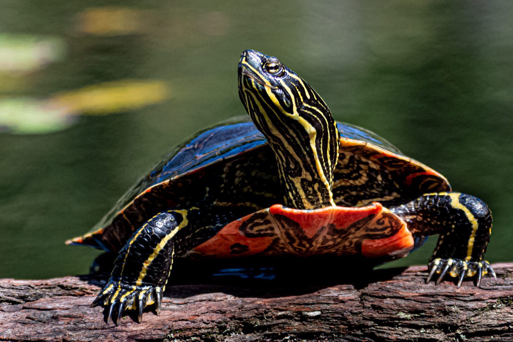Western painted turtle on a log