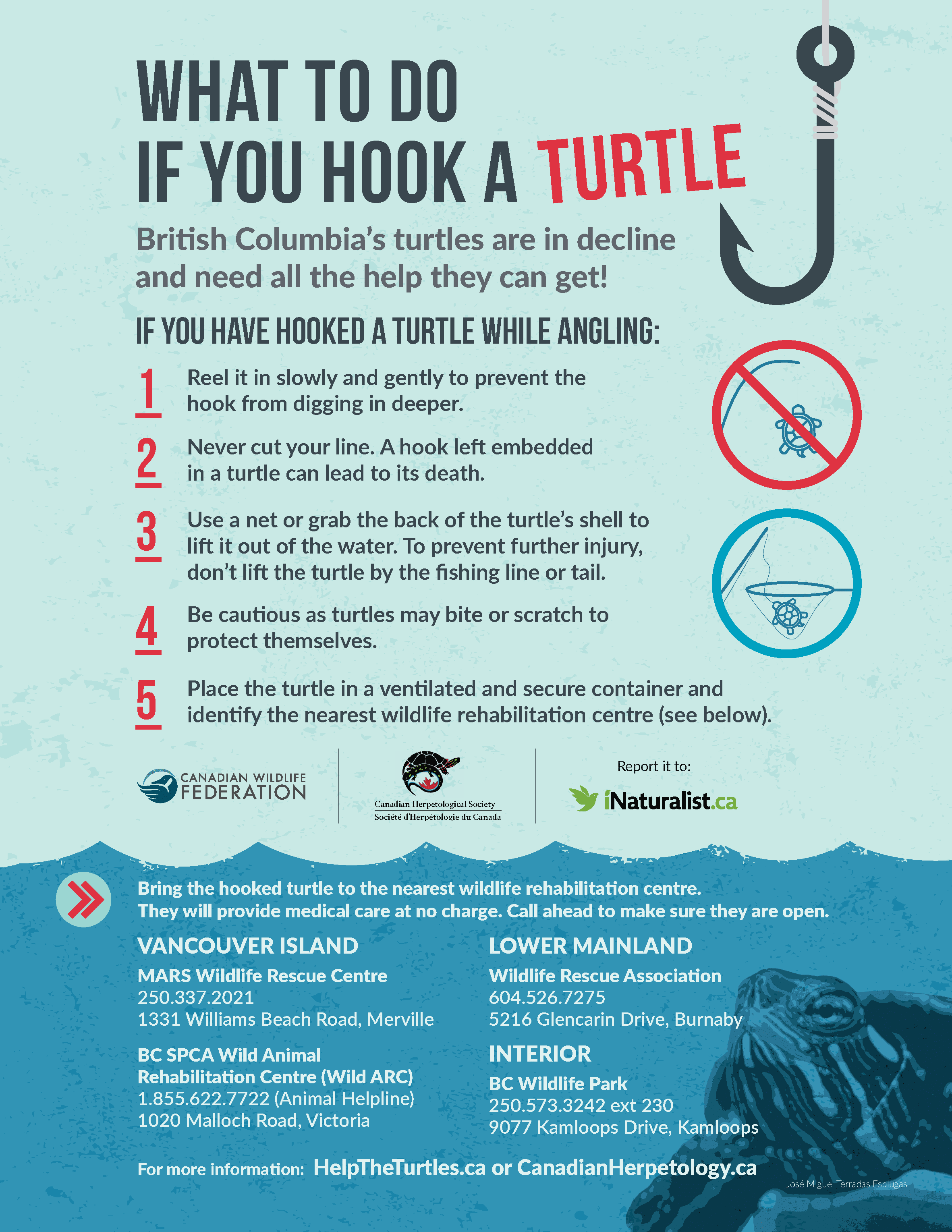 Infographic - what to do if you accidentally hook a turtle
