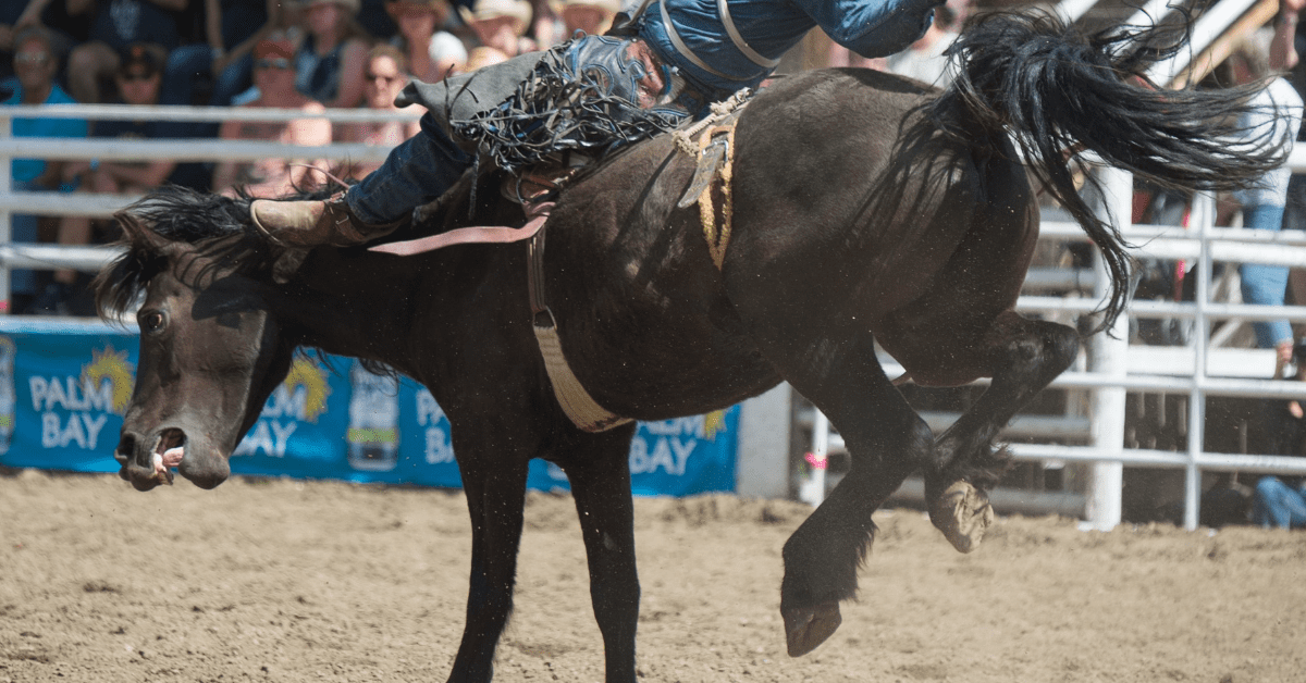 Rodeo horse in bareback riding event
