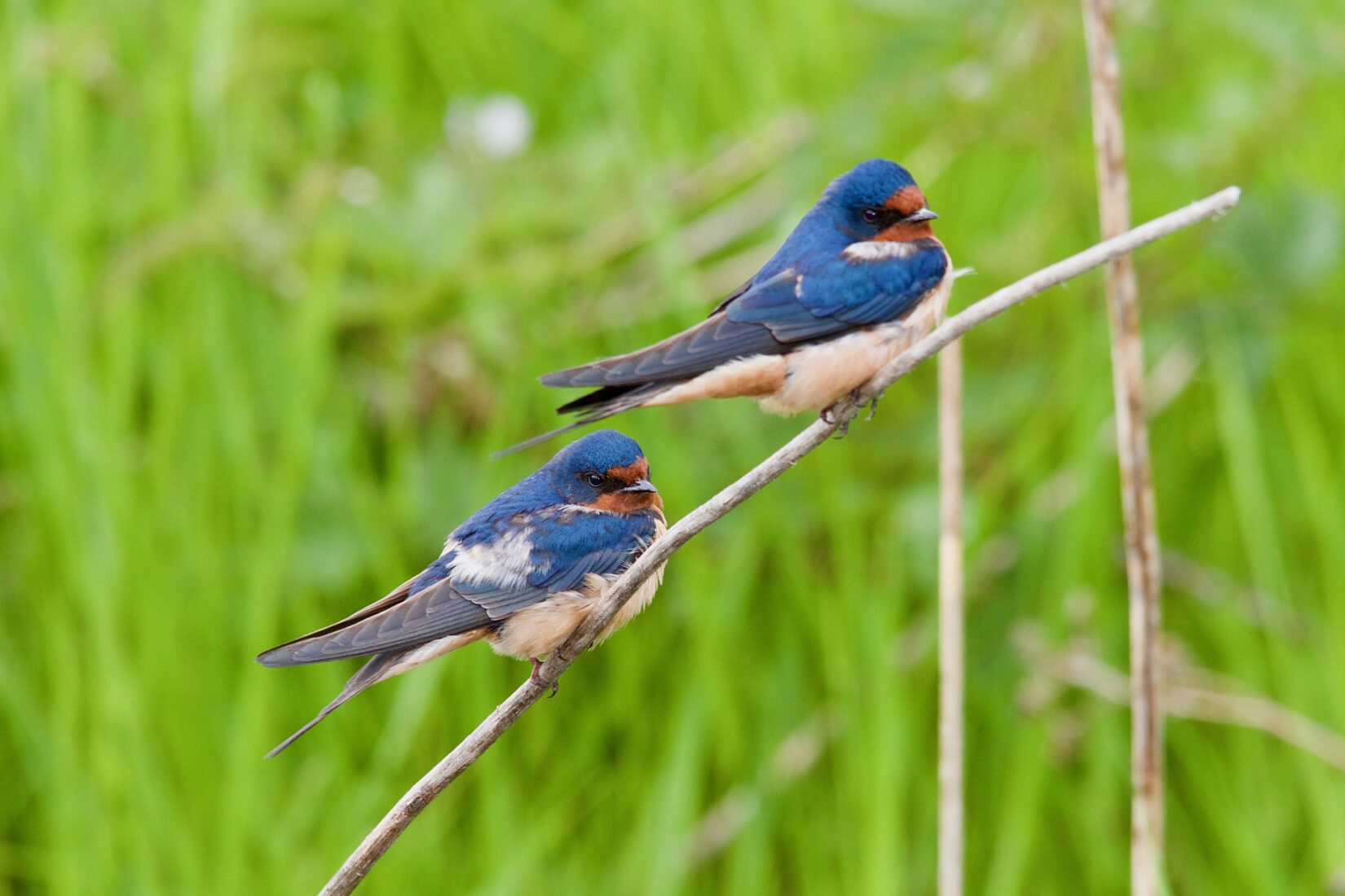 Barn swallow pair sitting on a branch
