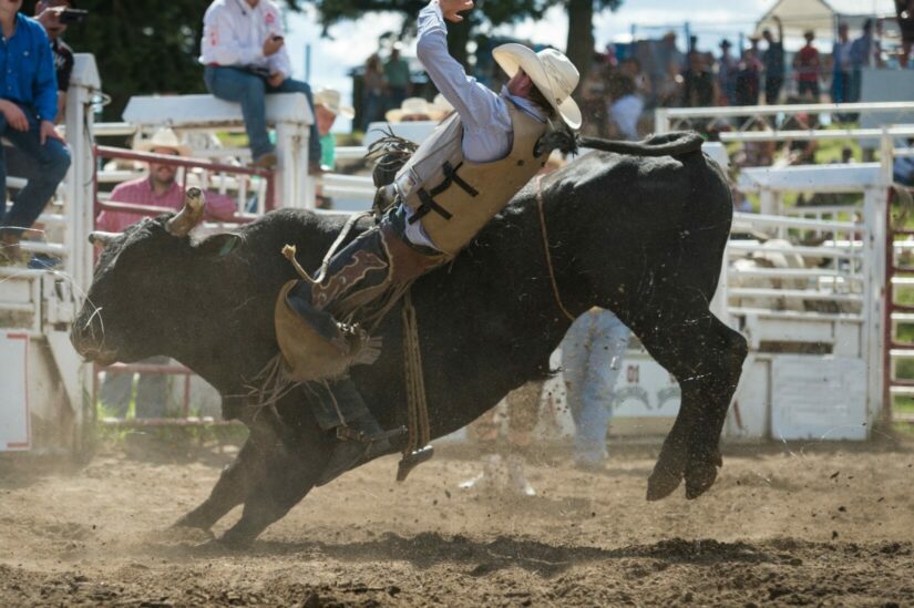 Bull riding competition at a rodeo