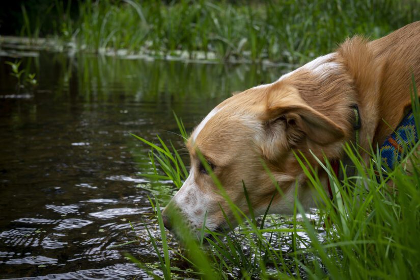 dog drinking water from pond