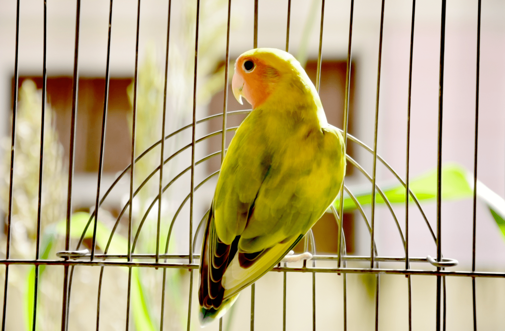 Exotic red and yellow pet bird on a perch in a cage