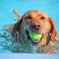 happy golden retriever dog swimming in pool with tennis ball