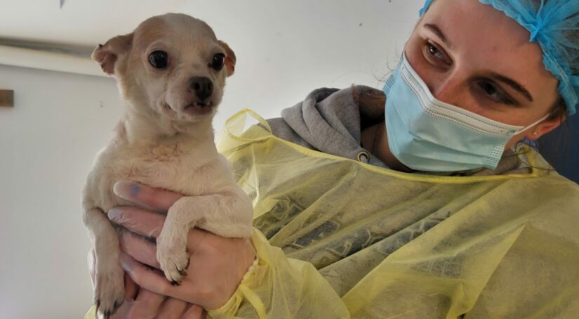 Chihuahua being held by BC SPCA staff member.