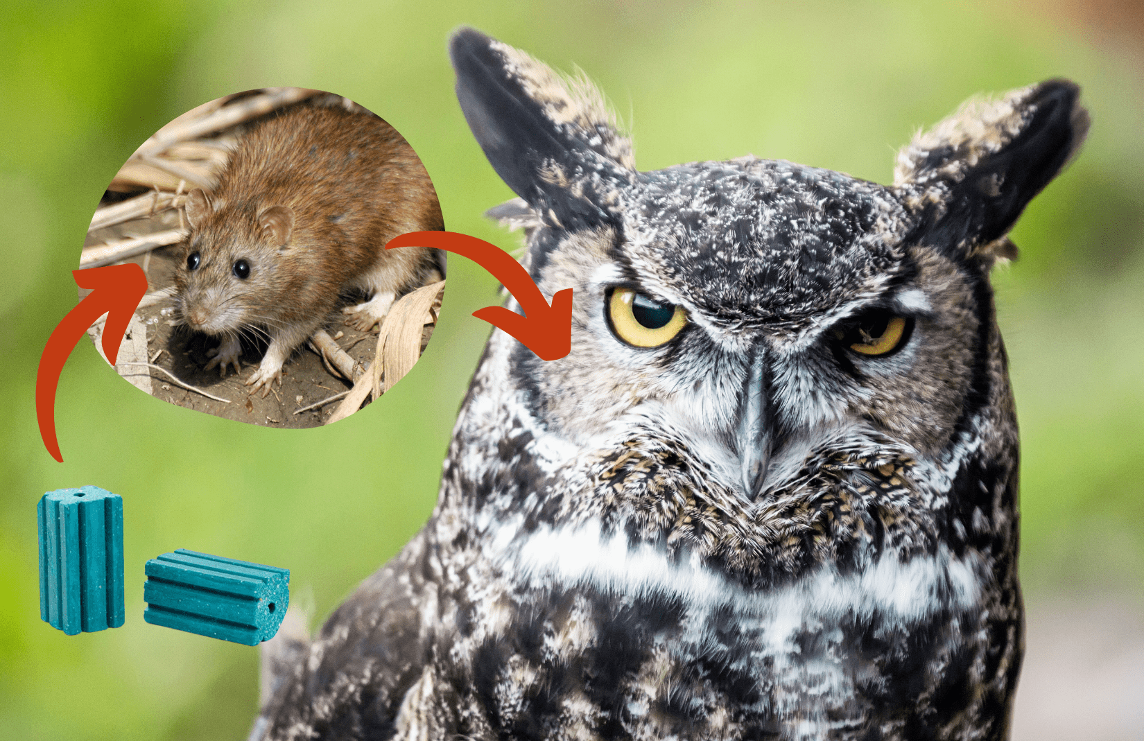 Cycle of secondary poisoning - great horned owl next to Norway rat and blue rodenticide blocks.