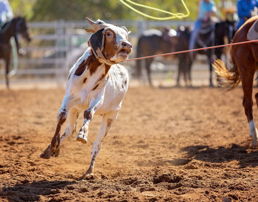 Calf being roped in a rodeo event.