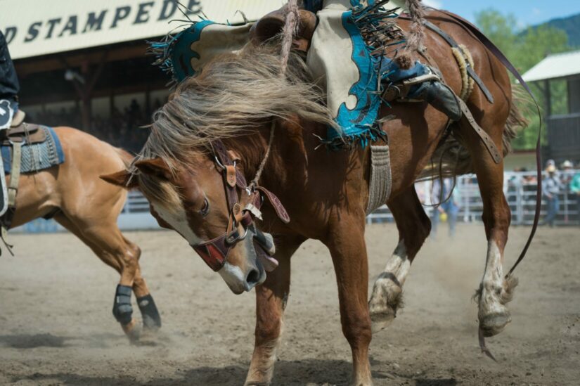 Rodeo horse in saddle bronc riding event.